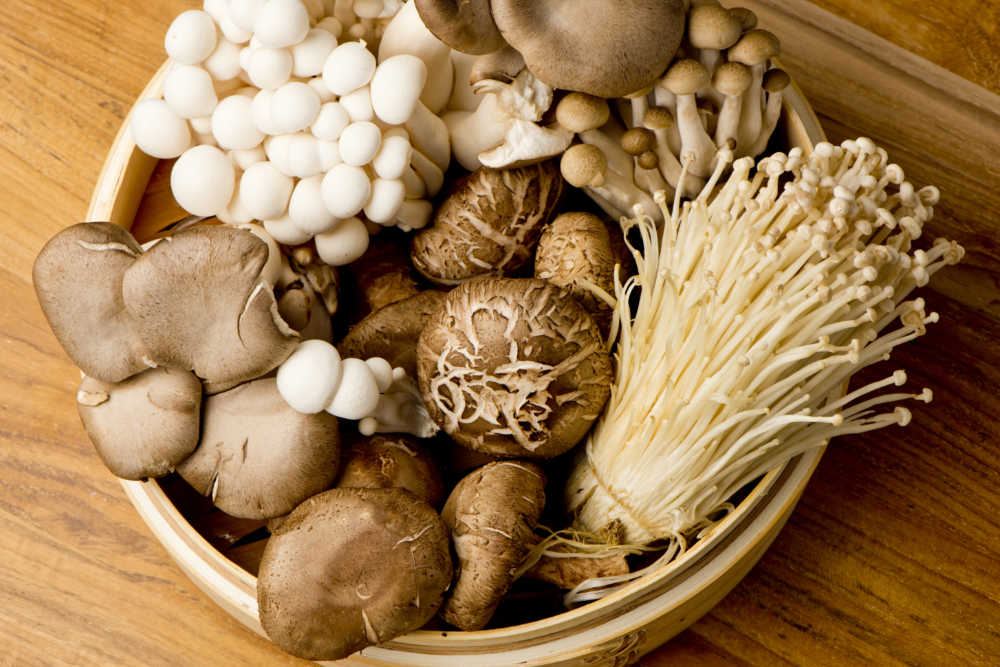 Medicinal Mushrooms | Clear Probiotics