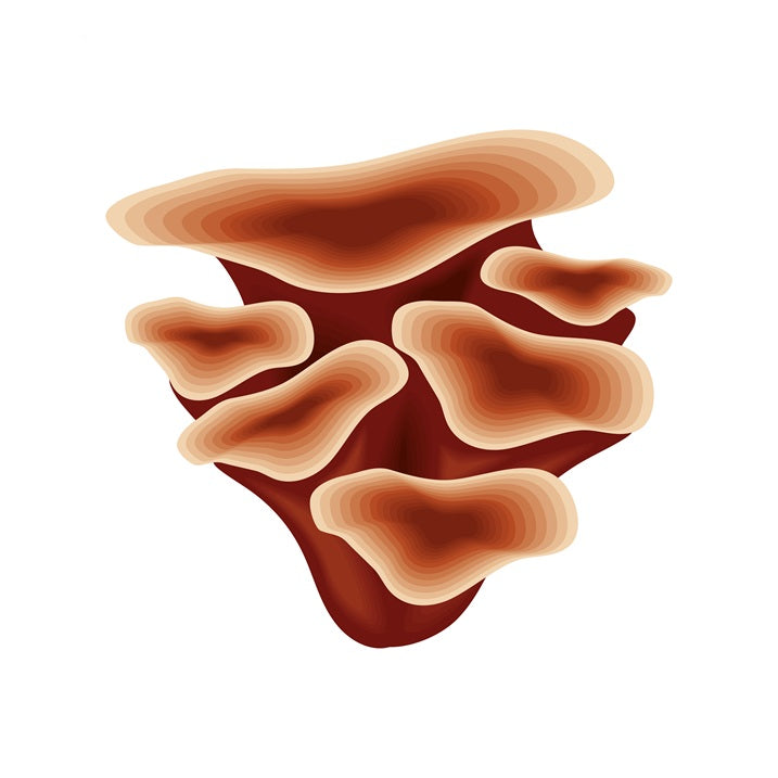 The Ancient Secret Behind the World's Most Mysterious Fungi