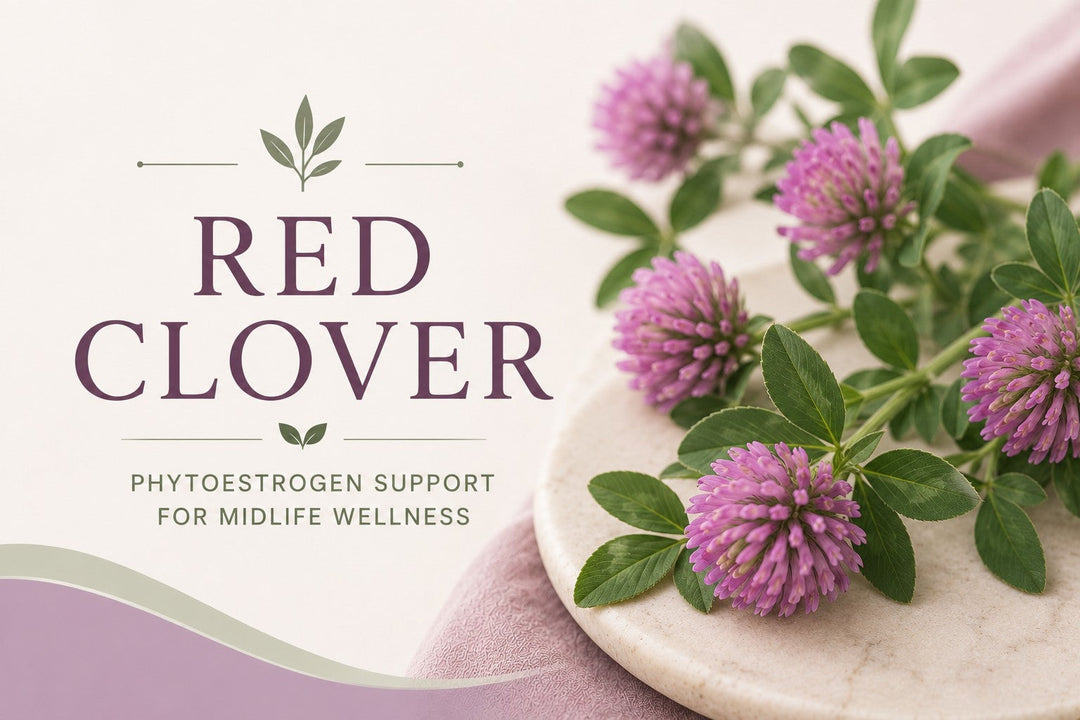 Red clover plants in bloom, showcasing the botanical source of isoflavones for menopausal symptom support