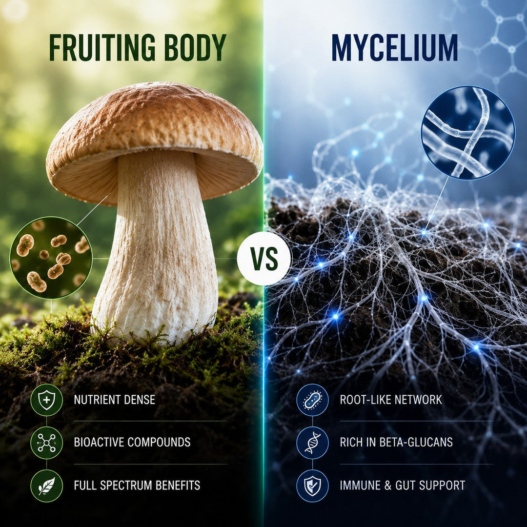 Fruiting body vs mycelium mushroom supplement comparison