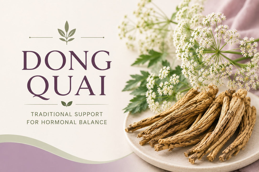 Dong Quai root, the traditional female ginseng herb used for hormonal support during menopause