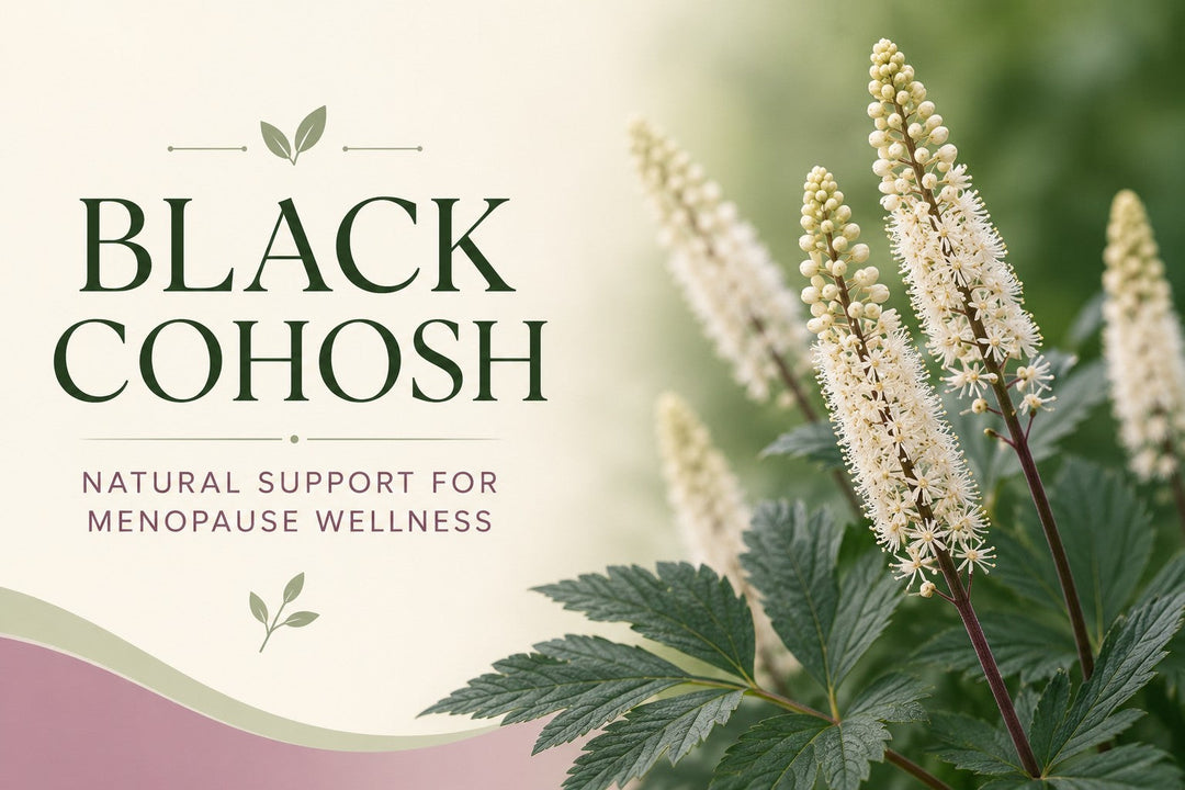 Black cohosh plant with white flowers used in natural menopause support for hot flashes and night sweats